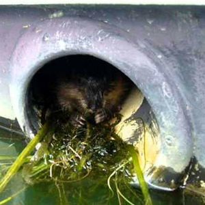 Auspuffschutz für Bisamratten