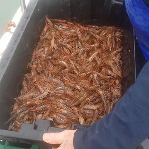 Fischsortierer für Aquakultur