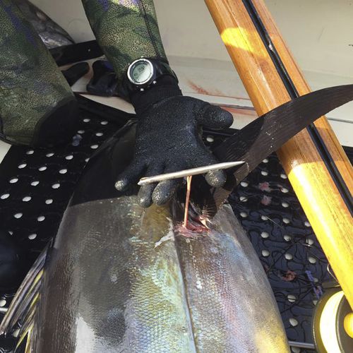 Angelhaken - Slip Tip - Ulusub Spearfishing Co.