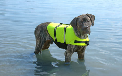 Schwimmweste für Haustiere - Paws Aboard
