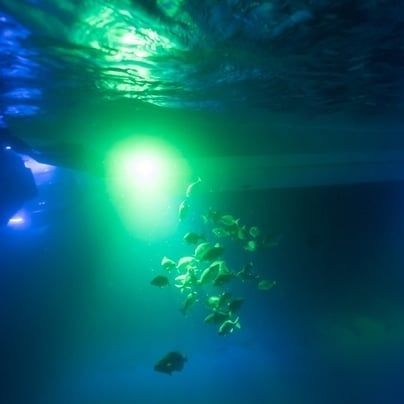 Unterwasserbeleuchtung für Boot - 01212 series - OceanLED - LED / für Oberflächenmontage / eingebaut