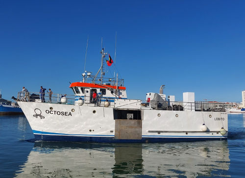 Mehrzweck-Boot für Fischerei - OCTOSEA - Estaleiros Navais de Peniche - Verbundwerkstoff / Mehrzweck