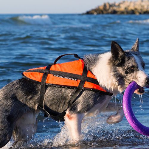 Wassersport-Schwimmweste - Aquarius - für Haustiere / Schaumstoff