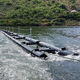 Schutzsperre / schwimmend / für Fluss