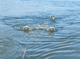 Schleppnetz Netz / Anti-Sargassum